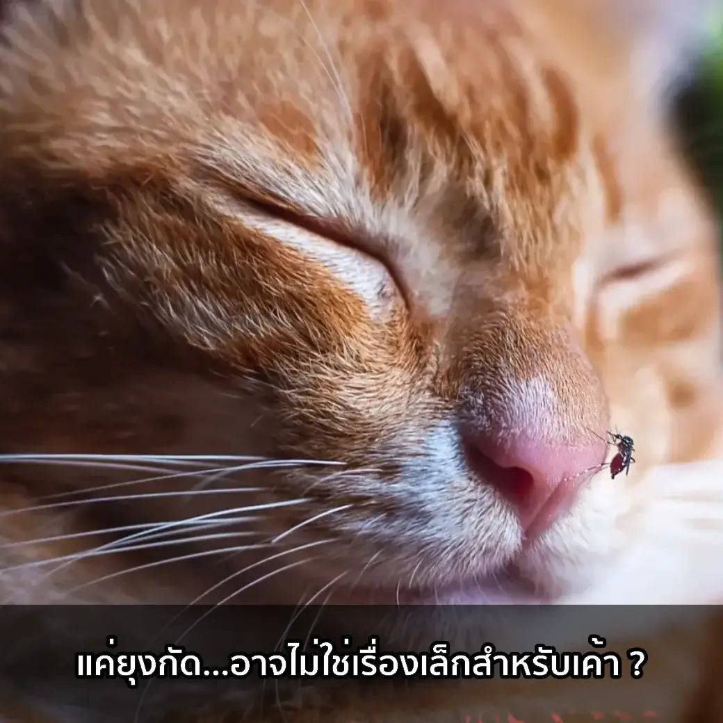 ยุงเพียงหนึ่งตัว เสี่ยง “โรคร้ายในสัตว์เลี้ยง”