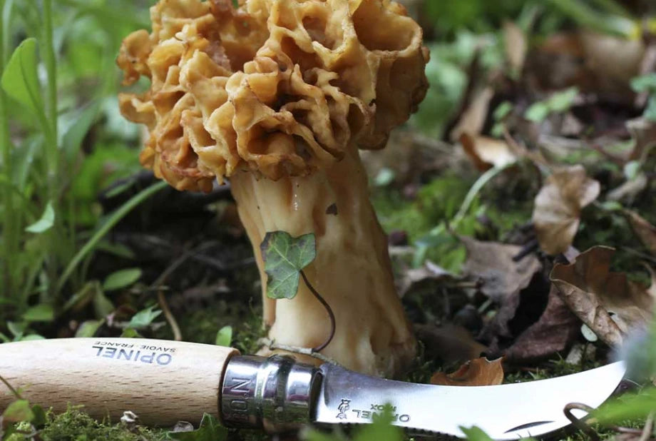 Opinel No.08 Mushroom Knife